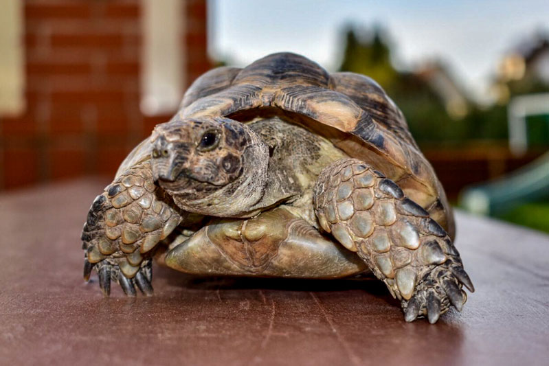 Unsere Tiere - Claudi´s Radlstadl in Kressbronn am Bodensee